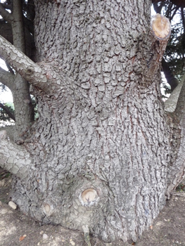 Gris clair, assez lisse et formant des plis horizontaux quand l'arbre est jeune, l'écorce s'écaille verticalement quand l'atlas prend de l'âge. Agrandir dans une nouvelle fenêtre (ou onglet)